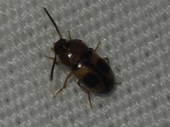 Poecilocrypticus formicophilus