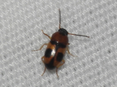 Poecilocrypticus formicophilus