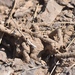 Arid Land Subterranean Termite - Photo (c) lonnyholmes, some rights reserved (CC BY-NC), uploaded by lonnyholmes