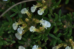 Teucrium montanum