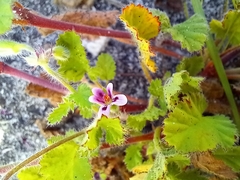 Pelargonium althaeoides