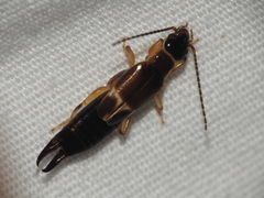 Euborellia cincticollis