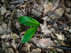 Clintonia umbellulata