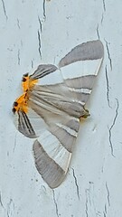 Opisthoxia miletia