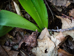 Clintonia umbellulata