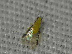 Monellia caryella
