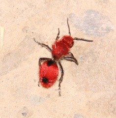 Dasymutilla erythrina