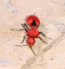 Dasymutilla erythrina