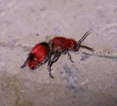 Dasymutilla erythrina