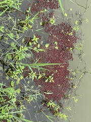 Azolla