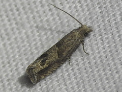 Pelochrista consobrinana