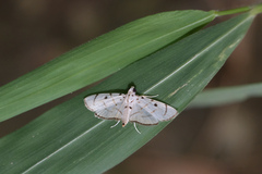 Pycnarmon cribrata