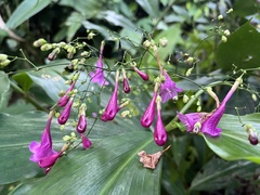 Strobilanthes hamiltoniana