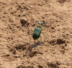 Cicindela depressula
