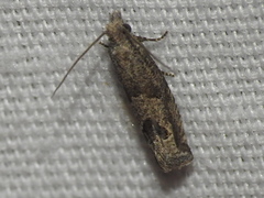 Pelochrista consobrinana