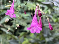 Strobilanthes hamiltoniana