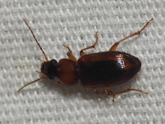 Stenolophus dissimilis