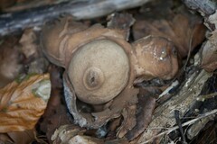 Geastrum triplex