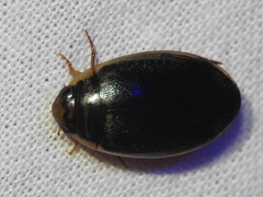 Thermonectus basillaris basillaris