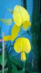 Crotalaria spectabilis
