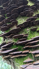 Daedaleopsis tricolor