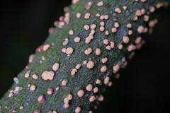 Nectria cinnabarina