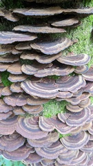 Daedaleopsis tricolor