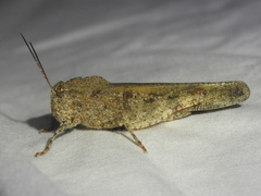 Spharagemon cristatum