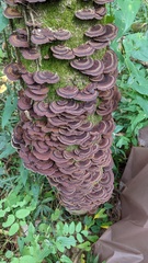 Daedaleopsis tricolor