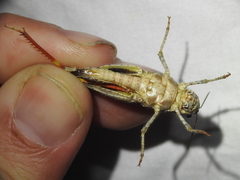 Spharagemon cristatum