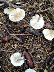 Clitocybe fragrans