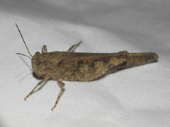 Spharagemon cristatum