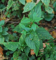 Scrophularia nodosa