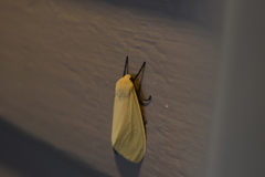 Pareuchaetes insulata