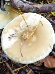 Clitocybe fragrans