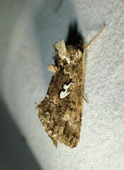 Syngrapha alias