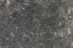 Pseudoschismatomma rufescens