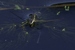 Neogerris hesione