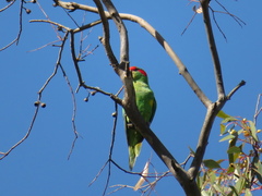 Glossopsitta concinna