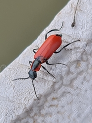 Anthocomus rufus