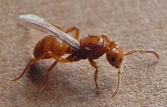 Lasius interjectus