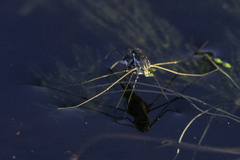 Neogerris hesione