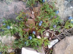 Vaccinium boreale