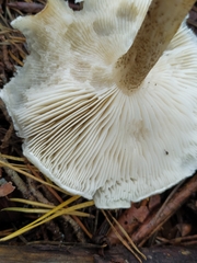 Clitocybe fragrans
