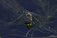 Neogerris hesione
