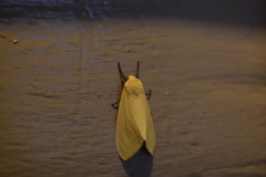 Pareuchaetes insulata