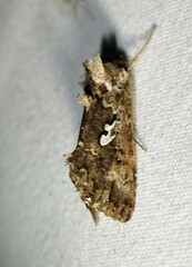 Syngrapha alias