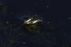 Neogerris hesione