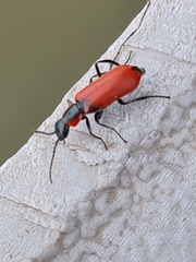 Anthocomus rufus
