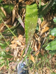 Aloe maculata